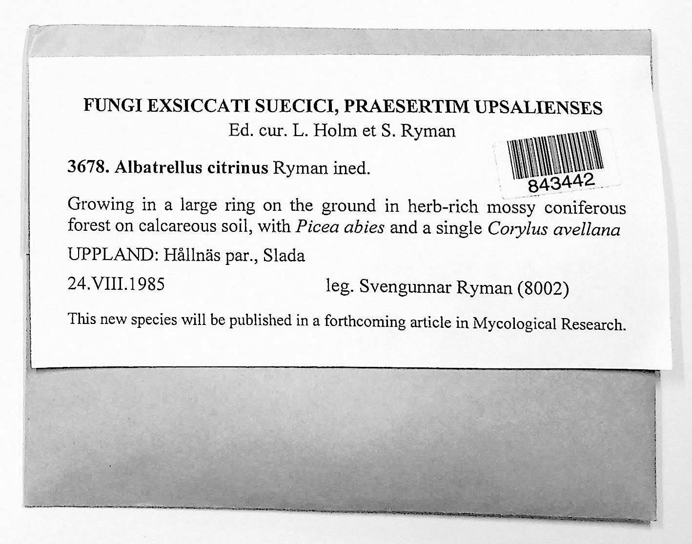 Albatrellus citrinus thumbnail